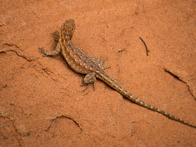 Lizard at Valley of Fire State Park, NV